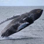 best whale watching in iceland - photo from Christina Degener