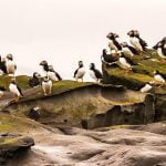 best places to see puffins in Iceland - photo by Oliver Deams